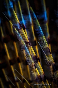 Graphic lines by Marco Gargiulo 